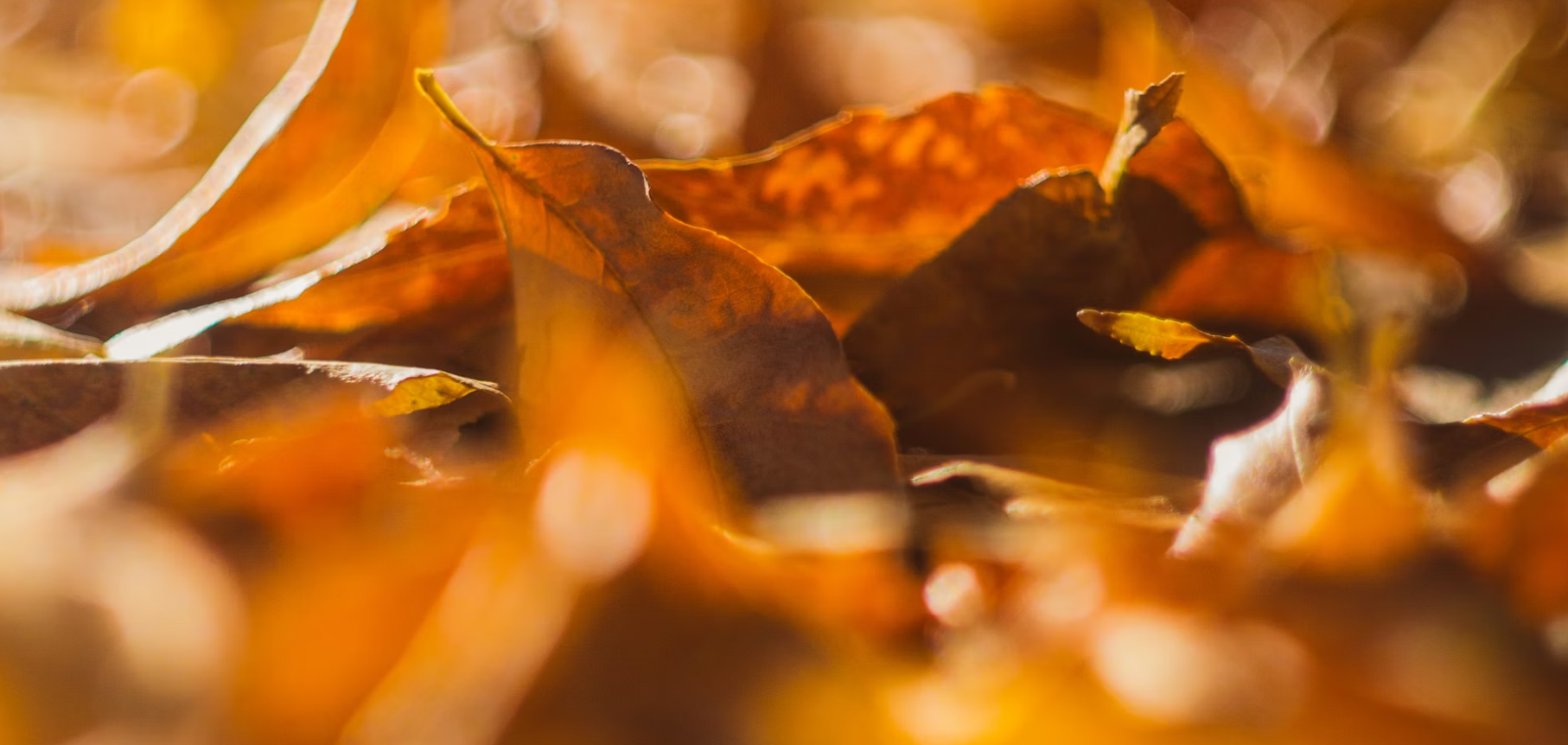 TBSOL (V5) Scenes 1 & 2